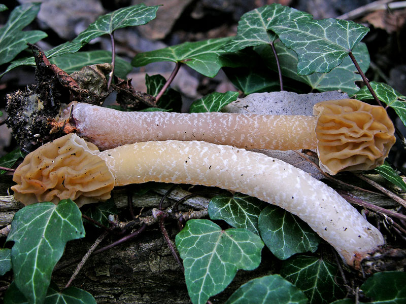 05 aprile 2007 Verpa bohemica.